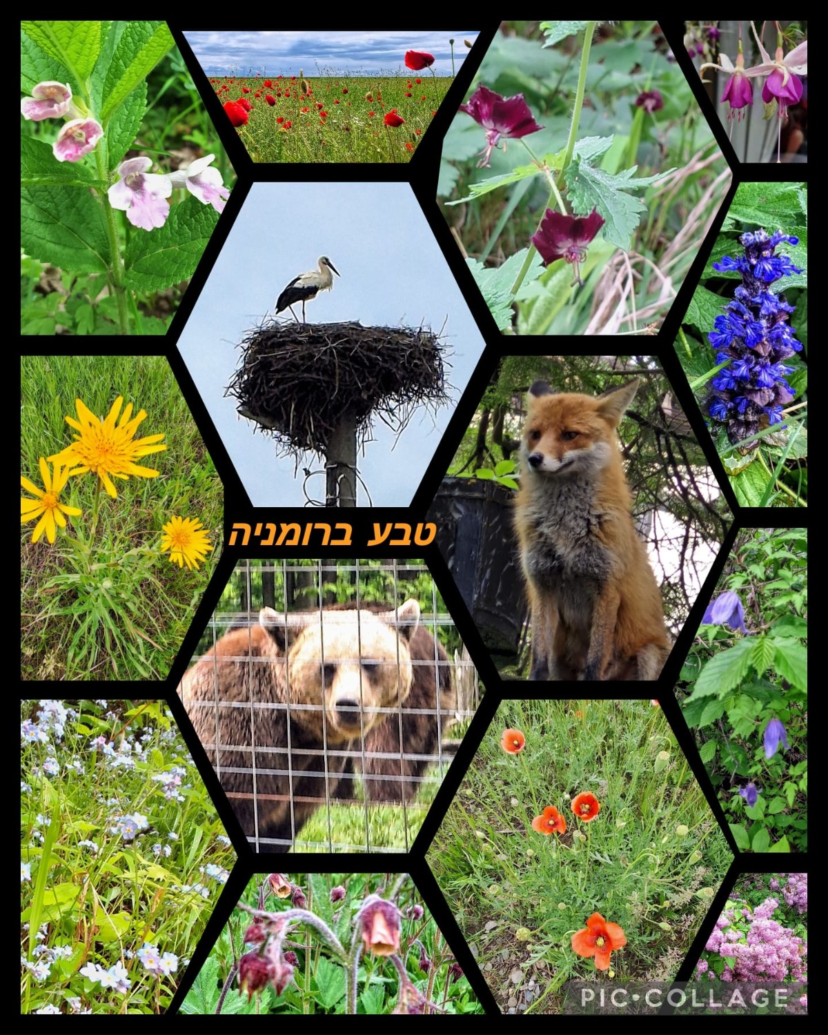 טבע ברומניה